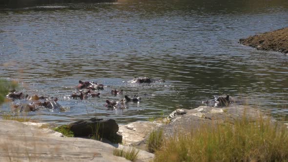 Submerged hippos near river bank