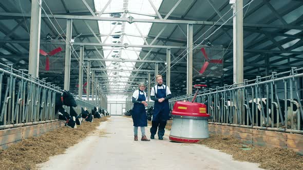 Cow Farm with a Feed Pusher and Two Specialists Walking with It