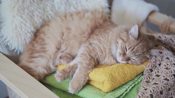 Cute Ginger Cat Sleeping on Pile of Colorful Towels. Fluffy Pet in Cozy Home.