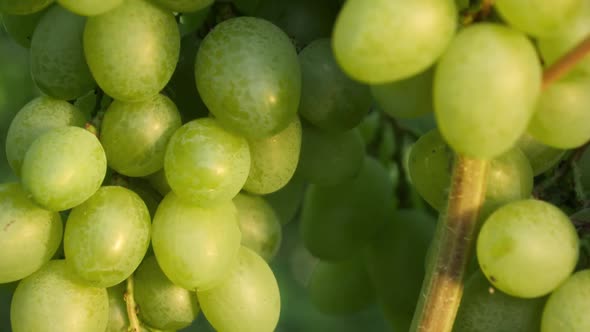 Closeup Dolly Shot of Ripe White Grapes Growing in Vineyard