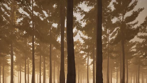 Smog Misty Forest in Beautiful Style Nature Landscape Background