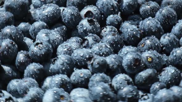 Fresh Blueberries Background Rotating in Slow Motion