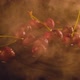 Ripe Juicy Cherries in Clouds - VideoHive Item for Sale