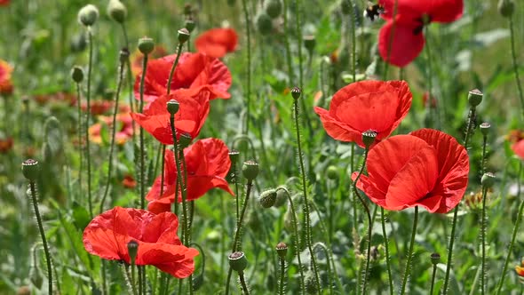 Close up red poppy flowers in green field