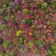 Aerial view of autumn forest. - VideoHive Item for Sale