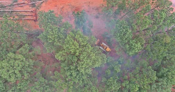 Uprooting of Trees Use a Dozer During the Deforestation Process and Preparation Land for