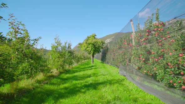 Apple Plantation with Ripe Fruits Growing Near Lush Greenery