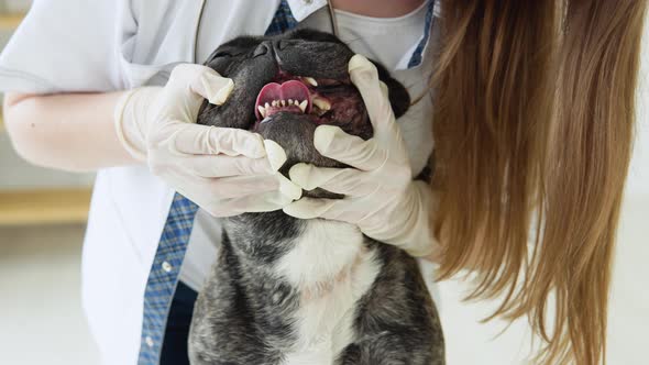 Veterinarian Examining French Bulldog Teeth During Appointment in Veterinary Clinic