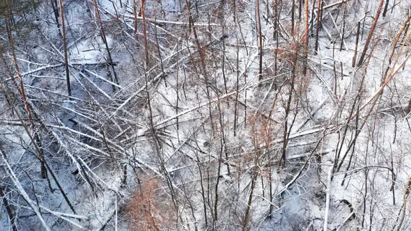 Many Trunks of Trees Felled By the Wind in a Winter Forest Covered with Snow  Aerial Pan Shot