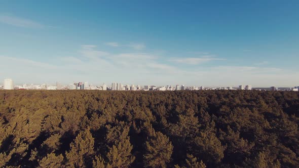 Sky View of Tree Tops Forest and City in the Background