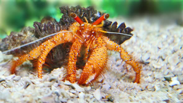 Beautiful Hermit Crab Eating Som Food