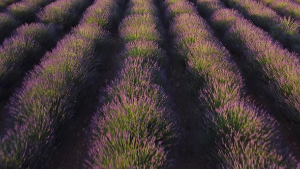 Plateau de Valensole lavender field at sunset, agriculture cultivation aerial view