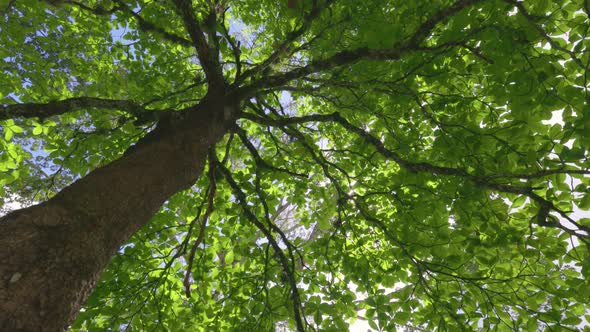 Lush Green Tree in the Middle of Summer