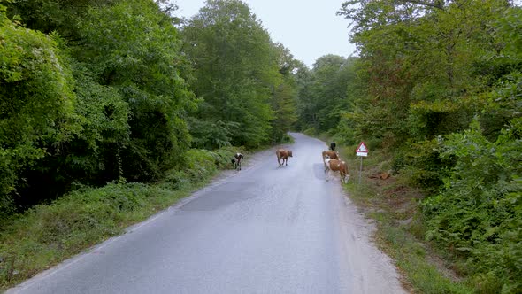 Drone flight over the north Istanbul forest. Cows, cloudy sky and green nature