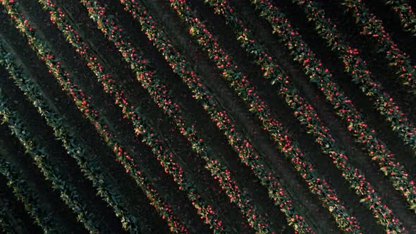 Symmetrical rows of multicolored tulips lit by golden sunlight, Skagit Valley, Washington, aerial