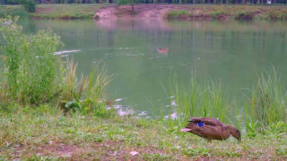 The Peaceful Life of Wild Ducks in the City Pond