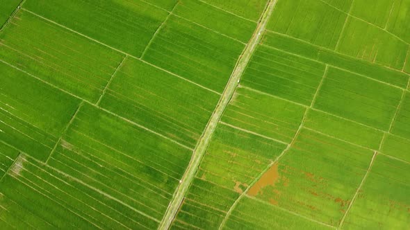 Drone View of Rice Paddy Field in the Asian Countryside on a Sunny Day.