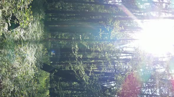 Vertical Video of a Beautiful Green Pine Forest on a Summer Day Slow Motion