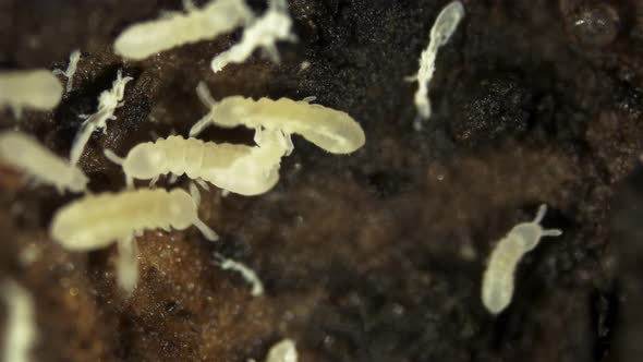 Colony Collembola insect under the microscope, Order Poduromorpha, family Onychiuridae