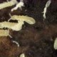 Colony Collembola insect under the microscope, Order Poduromorpha, family Onychiuridae - VideoHive Item for Sale