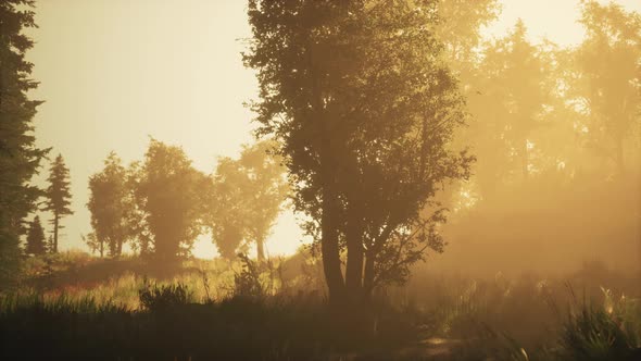 Coniferous Forest Backlit By the Rising Sun on a Misty Day