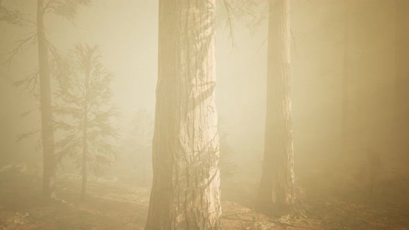 Autumn Forest and Trees in Morning Fog