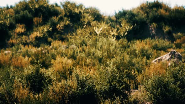 Beach Dunes with Long Grass