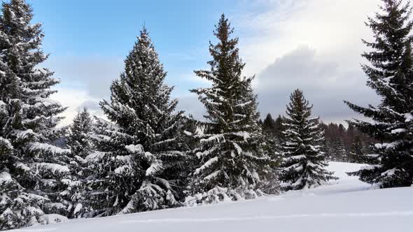 Trees the Winter Carpathian Mountains