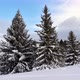 Trees the Winter Carpathian Mountains - VideoHive Item for Sale