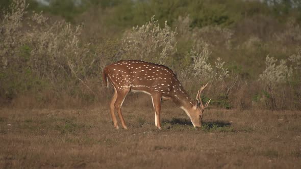 whitetail deer in texas,