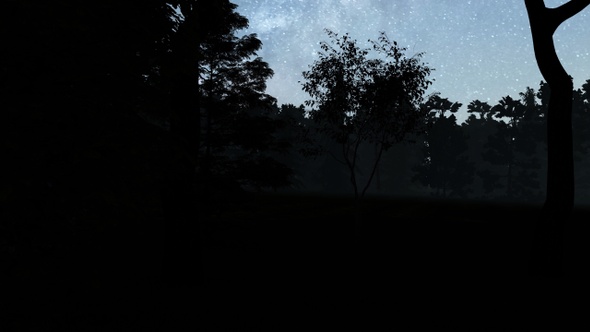 Walking In Forest At Night 01