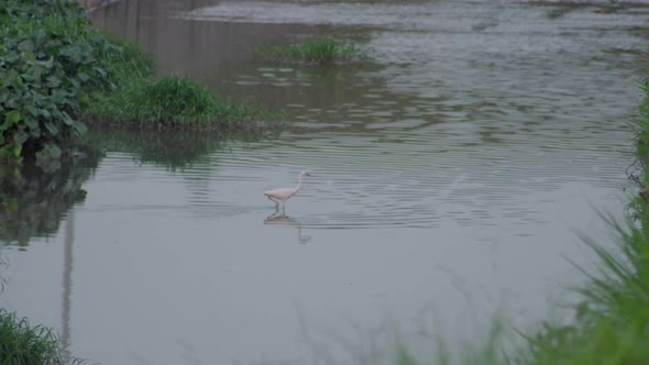 Little Egret (Egretta garzetta) walking in a pond water. A white bird looking for preys in a lake.