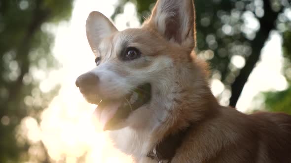 Corgi dog breed has fun on a walk. sunset. close-up