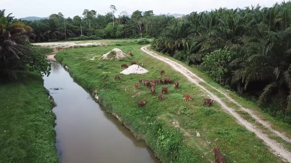 Cows grazing grass in the oil palm 