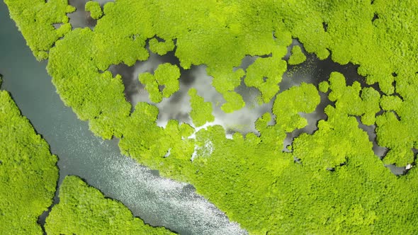 Aerial View of Mangrove Forest and River.