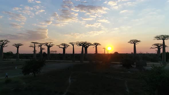 Avenue Of The Baobabs Morondava Madagascar 2