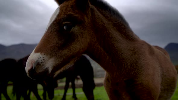 Icelandic Horse in Scenic Nature of Iceland