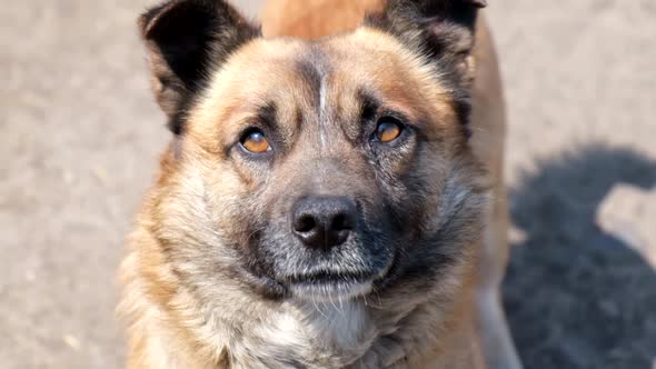 Close Up of a Happy Dog