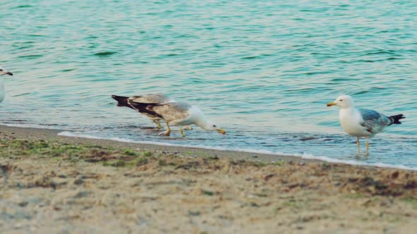 Adult Seagulls are Walking