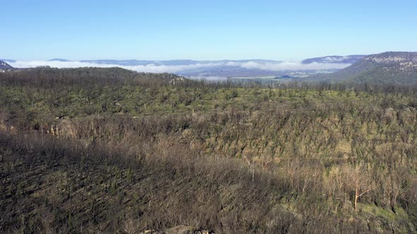 Aerial crane up footage of forest regeneration after bushfires in Australia