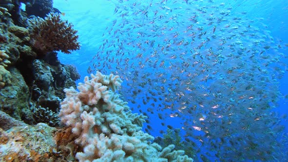 Marine Life Coral Garden