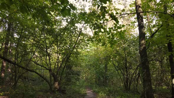 Autumn Forest Landscape with Trees By Day