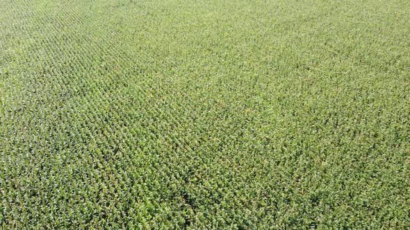 Corn Field From a Bird's Eye View