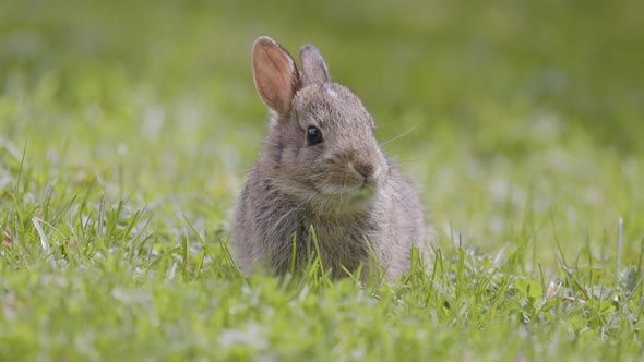 Wild Baby Rabbit Sitting and Eating on Green Grass