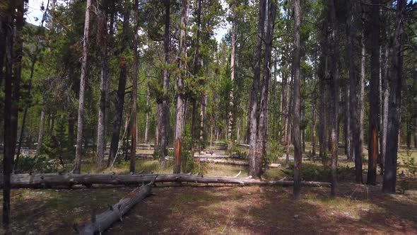 A slow motion shot of a forest filled with green pine trees.