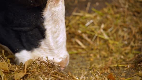 Feed food for herd cow. Organic milk farm feeding a cow with hay