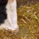 Feed food for herd cow. Organic milk farm feeding a cow with hay - VideoHive Item for Sale