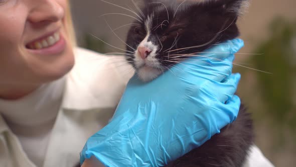 The vet hugs a beautiful cat on the examination table,