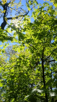 Vertical Video of the Forest in the Spring