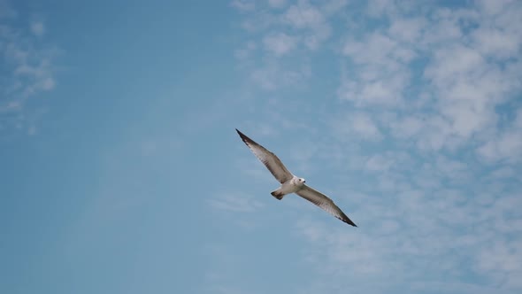 Close Up View of Seagull is Flying in Blue Sky Slow Motion